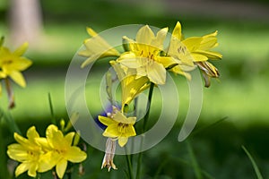 Hemerocallis lilioasphodelus bright yellow plants in bloom, ornamental flowering daylily flowers in natural parkland
