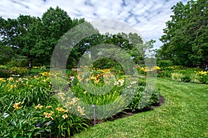 Hemerocallis management at Montreal Botanical Garden