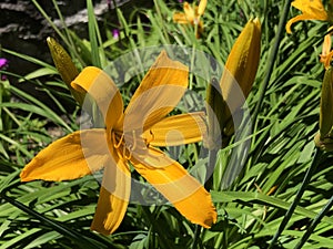 Hemerocallis middendorffii or Amur daylily - Botanical Garden of the University of Zurich or Botanischer Garten Zuerich photo