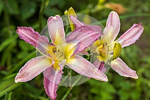 Hemerocallis, Mildred Mitchell Daylily in the garden