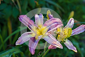 Hemerocallis, Mildred Mitchell Daylily in the garden