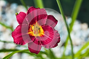 Hemerocallis `Pardon Me`