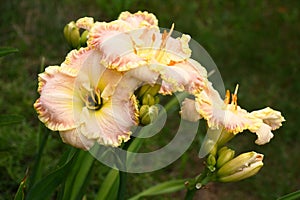 Hemerocallis Singular Sensation.Flowers.