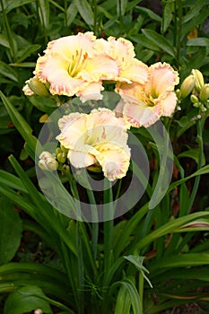 Hemerocallis Singular Sensation.Vertical arrangement.