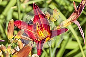 Hemerocallis `Stafford`