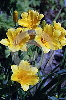 A Cluster of Golden Hemerocallis \'Stella de Oro\' Flowers photo