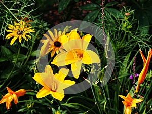 Hemerocallis 'Stella de Oro' - Daylily