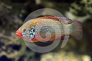 Hemichromis bimaculatus. Jewelfish fish chromis closeup