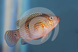 Hemichromis Lifalili
