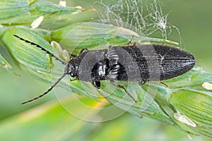 Hemicrepidius niger is a click beetle a species of beetle from the family of Elateridae photo