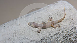 Hemidactylus bowringii