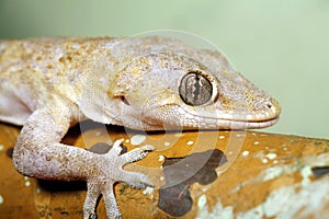 Hemidactylus mabouia