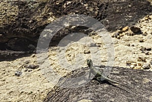 Hemidactylus mabouia, a Lizard Living in Venezuela; Called commonly Tuqueque or Limpia casa or Lagartija; Venezuela