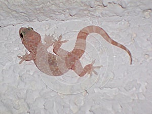 Hemidactylus turcicus (Mediterranean House Gecko) Adult