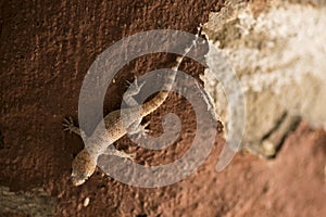 Hemidactylus turcicus