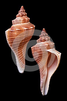 Hemifusus ternatanus