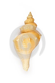 HEMIFUSUS TUBA CONCH Seashell isolated photo