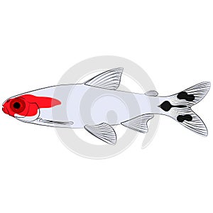 Hemigrammus bleheri, firehead tetra freshwater aquarium tropical fish. Blehers red headed tetra contourlines illustration graphic photo