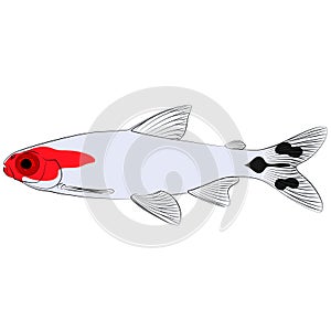 Hemigrammus bleheri, firehead tetra freshwater aquarium tropical fish. Blehers red headed tetra contourlines illustration graphic photo