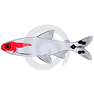 Hemigrammus bleheri, firehead tetra freshwater aquarium tropical fish. Blehers red headed tetra contourlines illustration graphic photo