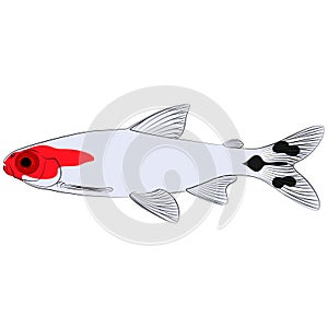 Hemigrammus bleheri, firehead tetra freshwater aquarium tropical fish. Blehers red headed tetra contourlines illustration graphic