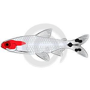 Hemigrammus bleheri, firehead tetra freshwater aquarium tropical fish. Blehers red headed tetra contourlines illustration graphic