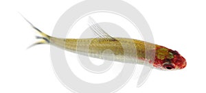 Hemigrammus bleheri fish