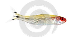 Hemigrammus bleheri fish