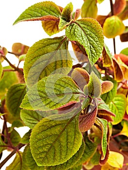 Hemigraphis alternata