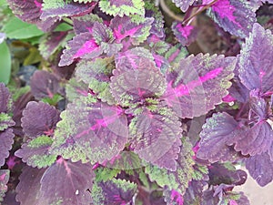 Hemigraphis alternata exotica purple waffle plants