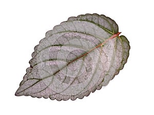 Hemigraphis alternata leaf on white background