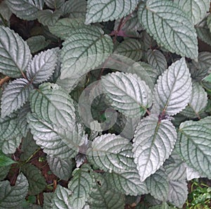 Hemigraphis alternata plants purple colored leaves