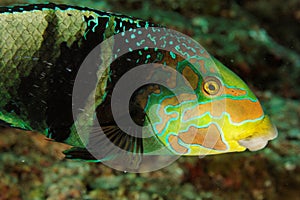 Hemigymnus fasciatus - Andaman Sea