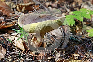 Hemileccinum impolitum mushroom in the forest