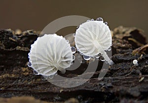 Hemimycena tortuosa, commonly known as the dewdrop bonnet, is a species of basidiomycete fungus of the family Mycenaceae