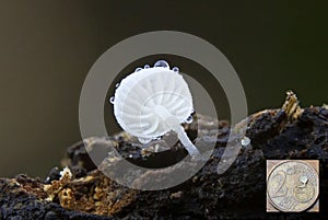 Hemimycena tortuosa, commonly known as the dewdrop bonnet, is a species of basidiomycete fungus of the family Mycenaceae