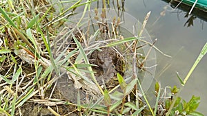 Heming Wetland Park in spring, Heming Wetland Park in the southern suburb of Xi`an, Shaanxi Province, China