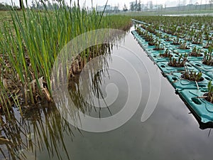 Heming Wetland Park in spring, Heming Wetland Park in the southern suburb of Xi`an, Shaanxi Province, China