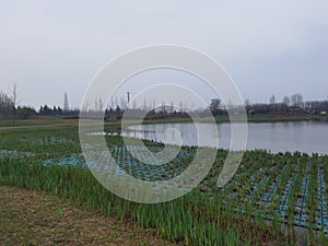 Heming Wetland Park in spring, Heming Wetland Park in the southern suburb of Xi`an, Shaanxi Province, China