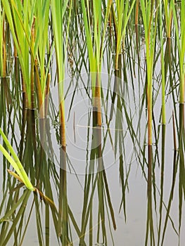 Heming Wetland Park in spring, Heming Wetland Park in the southern suburb of Xi`an, Shaanxi Province, China