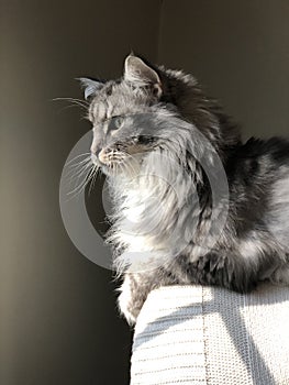 Hemingway Maine Coon cat in sunlit window
