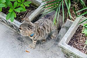 Hemingway`s Six-Toed Cat - Key West, Florida photo