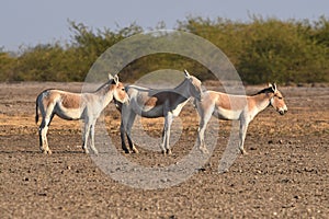 Hemione or Asiatic wild ass