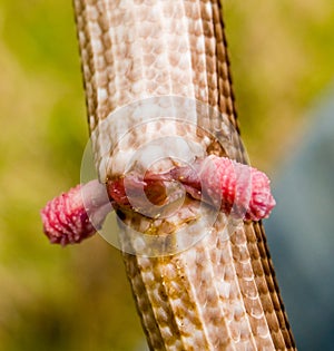 sheltopusik, Pseudopus apodus, european limbless lizard photo