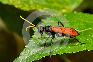 Hemipepsis ustulata is a species of tarantula hawk wasp. Monte Verde, Santa Elena, Costa Rica wildlife.