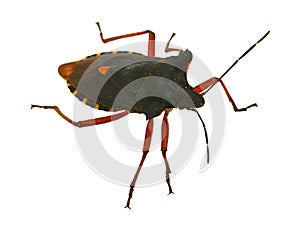 Hemiptera bug photo