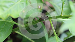 Hemiptera : Coreus marginatus dock bug