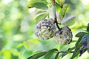 Hemiptera in custard apple