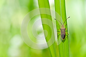 Hemiptera in green nature