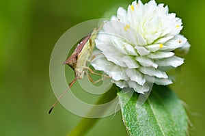 Hemiptera in green nature